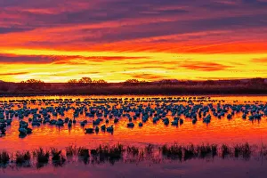 USA, New Mexico, Bosque Del Apache National Wildlife Refuge. Snow geese in water at sunrise
