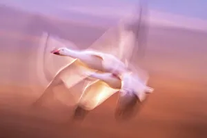 USA, New Mexico, Bosque Del Apache National Wildlife Refuge. Blur of snow geese flying