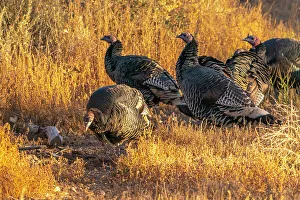 Images Dated 7th November 2022: USA, New Mexico, Bosque Del Apache National Wildlife Refuge