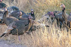 Images Dated 7th November 2022: USA, New Mexico, Bosque Del Apache National Wildlife Refuge