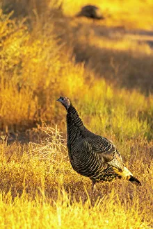 USA, New Mexico, Bosque Del Apache National Wildlife Refuge. Close-up of female wild turkey
