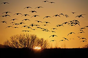 Images Dated 19th December 2022: USA, New Mexico, Bosque Del Apache National Wildlife Refuge