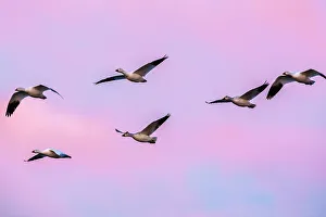 Images Dated 2023 April: USA, New Mexico, Bosque Del Apache National Wildlife Refuge