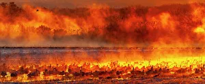 USA, New Mexico, Bosque Del Apache National Wildlife Refuge. Panoramic of birds in water at sunrise