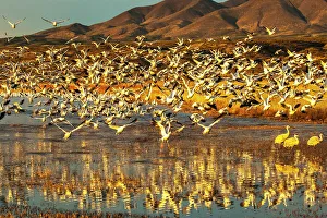Images Dated 2023 April: USA, New Mexico, Bosque Del Apache National Wildlife Refuge
