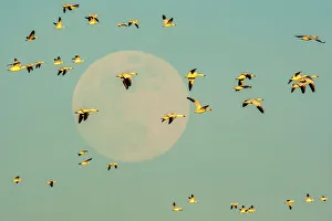 USA, New Mexico, Bosque Del Apache National Wildlife Refuge. Snow geese in flight past full moon