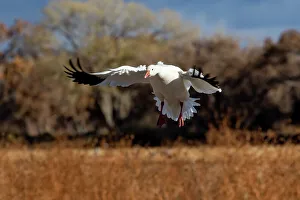 Migration Prints: USA, New Mexico. Bosque Del Apache National Wildlife Refuge, snow geese flying