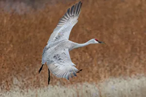 Images Dated 5th January 2024: USA, New Mexico. Bosque Del Apache National Wildlife Refuge
