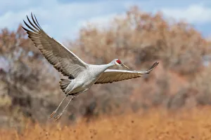 Crane Prints: USA, New Mexico. Bosque Del Apache National Wildlife Refuge