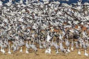Migration Prints: USA, New Mexico. Bosque Del Apache National Wildlife Refuge