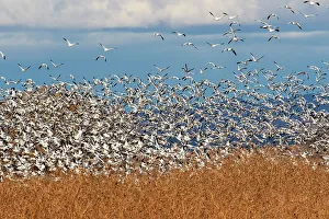 Migration Prints: USA, New Mexico. Bosque Del Apache National Wildlife Refuge, snow geese flying