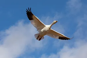 Migration Prints: USA, New Mexico. Bosque Del Apache National Wildlife Refuge, snow geese flying. (PR)
