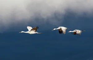 Images Dated 5th January 2024: USA, New Mexico. Bosque Del Apache National Wildlife Refuge, sandhill crane in flight