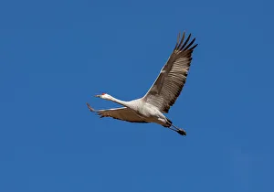 Images Dated 5th January 2024: USA, New Mexico. Bosque Del Apache National Wildlife Refuge, sandhill crane in flight