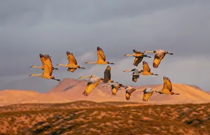 Crane Prints: USA, New Mexico. Bosque Del Apache National Wildlife Refuge, sandhill crane in flight