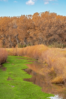 Images Dated 10th May 2024: USA, New Mexico, Bosque Del Apache National Wildlife Refuge