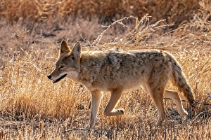 Images Dated 9th August 2024: USA, New Mexico, Bosque Del Apache National Wildlife Refuge