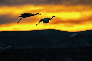Images Dated 10th May 2024: USA, New Mexico, Bosque Del Apache National Wildlife Refuge