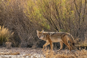 Bush Prints: USA, New Mexico, Bosque Del Apache National Wildlife Refuge
