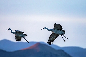 Images Dated 10th May 2024: USA, New Mexico, Bosque Del Apache National Wildlife Refuge