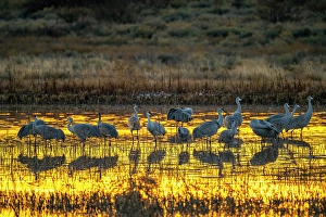Images Dated 10th May 2024: USA, New Mexico, Bosque Del Apache National Wildlife Refuge
