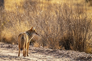 Bush Prints: USA, New Mexico, Bosque Del Apache National Wildlife Refuge