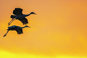 Images Dated 10th May 2024: USA, New Mexico, Bosque Del Apache National Wildlife Refuge