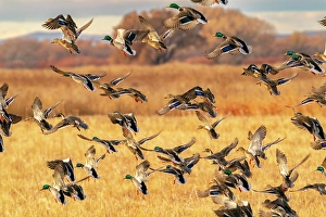 Images Dated 10th May 2024: USA, New Mexico, Bosque Del Apache National Wildlife Refuge