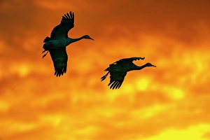 Images Dated 10th May 2024: USA, New Mexico, Bosque Del Apache National Wildlife Refuge