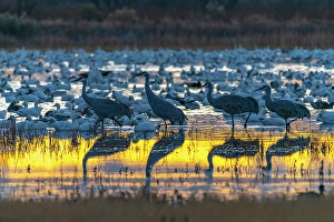 Images Dated 10th May 2024: USA, New Mexico, Bosque Del Apache National Wildlife Refuge