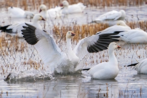 Images Dated 9th August 2024: USA, New Mexico, Bosque Del Apache National Wildlife Refuge