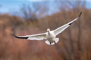 Images Dated 10th May 2024: USA, New Mexico, Bosque Del Apache National Wildlife Refuge