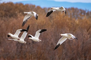 Images Dated 10th May 2024: USA, New Mexico, Bosque Del Apache National Wildlife Refuge
