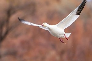 Images Dated 9th August 2024: USA, New Mexico, Bosque Del Apache National Wildlife Refuge