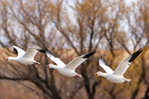 Images Dated 9th August 2024: USA, New Mexico, Bosque Del Apache National Wildlife Refuge
