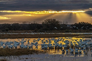 Images Dated 10th May 2024: USA, New Mexico, Bosque Del Apache National Wildlife Refuge