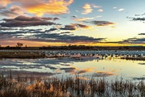 Images Dated 10th May 2024: USA, New Mexico, Bosque Del Apache National Wildlife Refuge