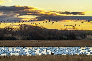 Images Dated 10th May 2024: USA, New Mexico, Bosque Del Apache National Wildlife Refuge