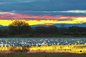 Images Dated 10th May 2024: USA, New Mexico, Bosque Del Apache National Wildlife Refuge