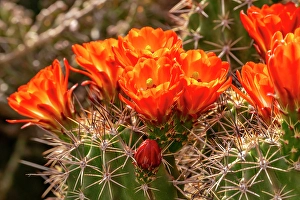 Prints of USA, New Mexico, Bosque del Apache National Wildlife Refuge. Claret cup cactus blossoms close-up Images Dated 2024 November: USA, New Mexico, Bosque del Apache National Wildlife Refuge