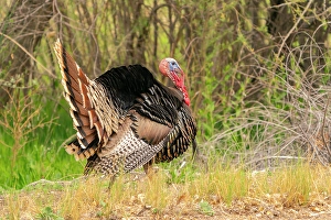 Turkey Prints: USA, New Mexico, Bosque del Apache National Wildlife Refuge. Male wild turkey displaying