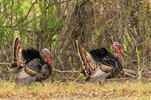 Turkey Prints: USA, New Mexico, Bosque del Apache National Wildlife Refuge