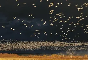 Images Dated 21st May 2010: USA, New Mexico, Bosque del Apache National Wildlife Refuge. Snow geese in flight