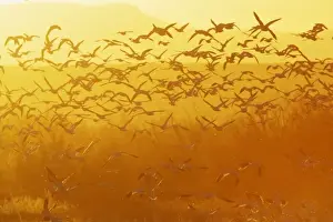 Images Dated 20th November 2007: USA, New Mexico, Bosque del Apache National Wildlife Refuge. Snow geese taking flight