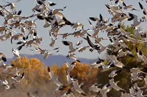 Images Dated 4th November 2005: USA, New Mexico, Bosque del Apache National Wildlife Refuge, Snow Geese