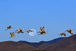 Images Dated 23rd January 2008: USA, New Mexico, Bosque Del Apache National Wildlife Refuge. Sandhill cranes (Grus