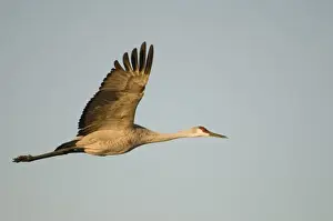 Images Dated 14th January 2009: USA, New Mexico, Bosque del Apache National Wildlife Refuge. Silhouette of sandhill