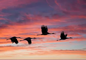 Images Dated 18th November 2022: USA, New Mexico. Bosque Del Apache National Wildlife Refuge with sandhill cranes in flight silhouetted at sunset