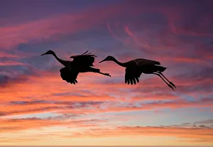 Images Dated 18th November 2022: USA, New Mexico. Bosque Del Apache National Wildlife Refuge with sandhill cranes in flight silhouetted at sunset