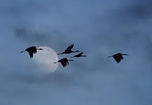 Images Dated 18th November 2022: USA, New Mexico. Bosque Del Apache National Wildlife Refuge with sandhill cranes in flight silhouetted with moon
